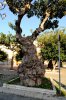 Alberi_1Trapani.JPG