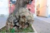 Alberi_4Trapani.JPG