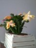 schlumbergera truncata.4.jpg