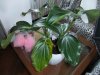 DSCF0647_640_480.JPG
