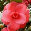 Camelia Mathotiana rubra.JPG