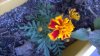 WP_20151230_002.jpg