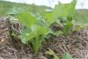 cima di rapa centoventina.jpg