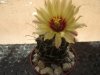 n36-hamatocactus setispinus-4fx6fiori.jpg