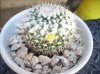 n18-mammillaria karwinskiana.jpg