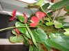 Anthurium_2.jpg