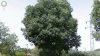 albero xxx.jpg albero xxx.jpg