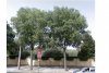 albero xx1.jpg albero xx1.jpg
