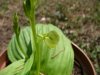 Liparis sp..jpg