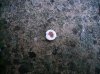 fungo1.jpg