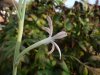 Manfreda longiflora2.jpg