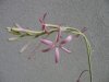 Manfreda longiflora4.jpg