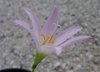 Zephyranthes sp.panama1.jpg