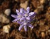 Scilla lingulata1.jpg