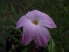 Zephyranthes labuffarosea var.1.jpg