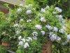plumbago..jpg