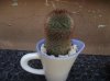 n14-mammillaria bakebergiana.jpg