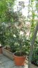 Acero palmato-con foglie Secche 2011-09-23 003.jpg