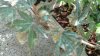 Acero palmato-con foglie Secche 2011-09-23 005.jpg