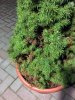 IMG_0225.JPG