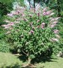 buddleja_davidii.jpg