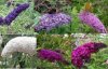 buddleja colori.jpe