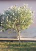 Buddleja bianca defunta 2015 2.jpg