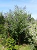 Buddleja pianta intera 14.6.jpg