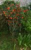 Abutilon 2014 1.jpg