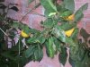 Limone1-compressed.jpg