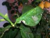 Limone2-compressed.jpg