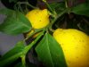 Limone3-compressed.jpg