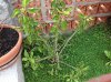 IMG_3326.JPG