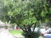 SDC16478modif.JPG