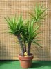 Yucca.jpg
