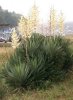 Yucca gloriosa.jpg