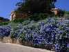 plumbago.jpg