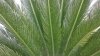 cycas 002.JPG