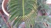 cycas 003.JPG