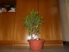 Ficus Piante 01.jpg