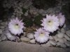 n10-echinopsis eiryesi(-10)-6fx21fiori.jpg