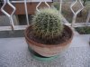 n65-echinocactus grusonii.jpg