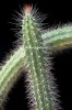 phoca_thumb_l_nyctocereus-peniocereus-serpentinus1.jpg