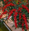 Euphorbia-fulgens.jpg