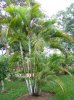 areca-palm-tree4.jpg