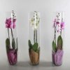 come-scegliere-i-vasi-per-orchidee_N3.jpg