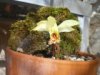 pleione forestii 2.JPG