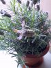 IMG_20160407_164003.jpg