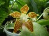 phalaenopsis sumatrana green x idmor malaysia type.jpg