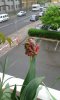IMG-20160408-WA0003.jpg